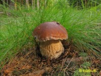 /album/fotogalerie-fotogalerie/a12-jpg/