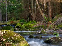/album/fotogalerie-fotogalerie/dracice-jpg/